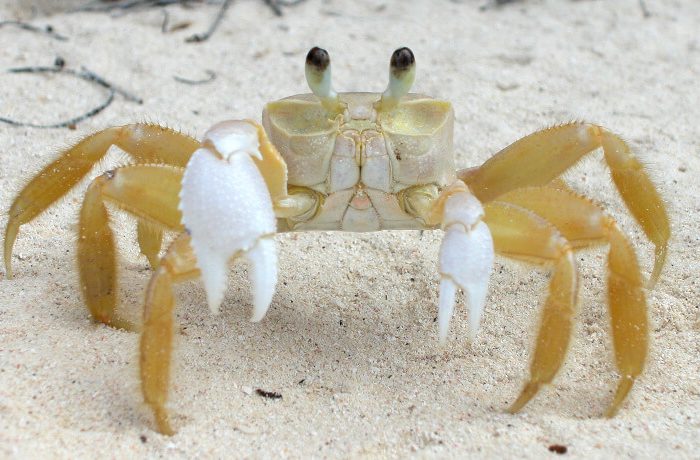 krab