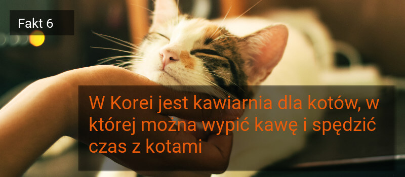 Fakt 6 - Koreańska kawiarnia
